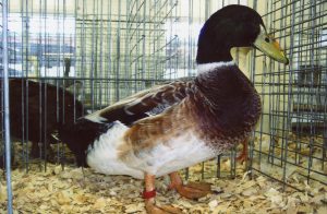 Welsh Harlequin Ducks - Waterfowl Hatchery | Cackle Hatchery®