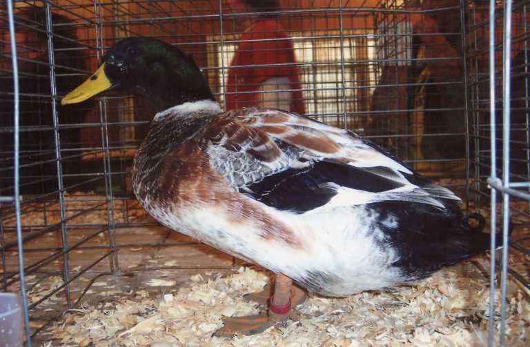 Welsh Harlequin Ducks - Waterfowl Hatchery 