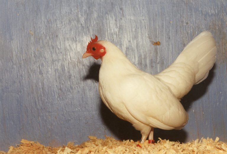 White Old English Bantam Chickens | Cackle Hatchery®