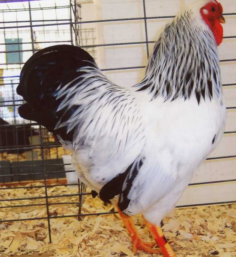 Columbian Wyandotte Bantam Chickens | Cackle Hatchery®