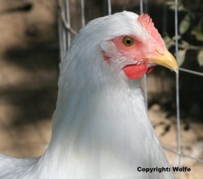 Rhode Island White Pullet Chicken (Single Comb Variety) Breed: Photo Credit Wolfe