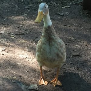 Fawn And White Runner Ducks - Baby Ducklings 