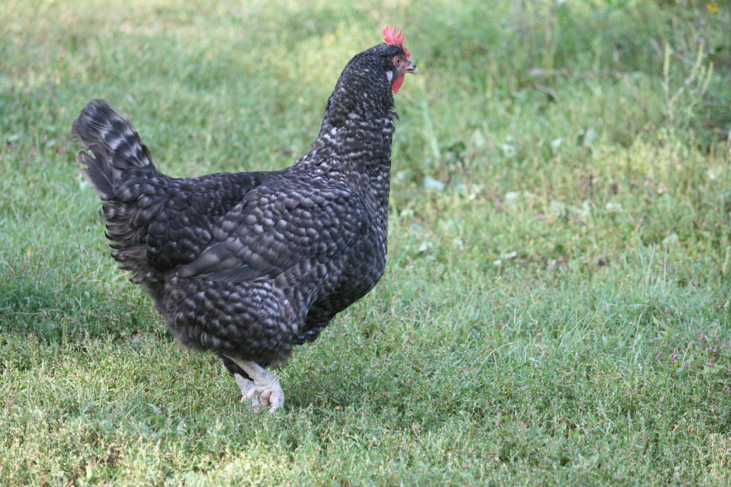 Cuckoo Maran Chickens For Sale | Dark Brown Egg Layers | Cackle Hatchery®