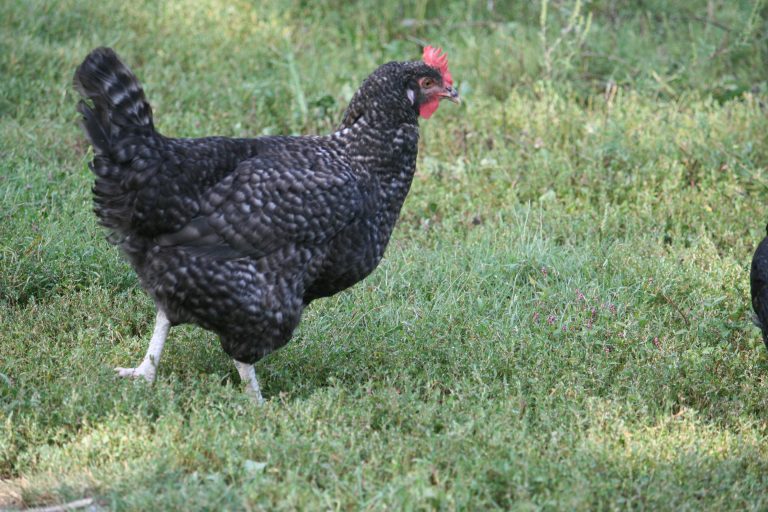 Cuckoo Maran Chickens For Sale | Dark Brown Egg Layers | Cackle Hatchery®