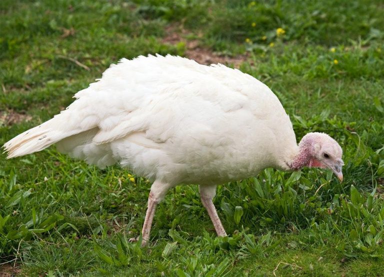 Broad Breasted White Turkey | Cackle Hatchery®