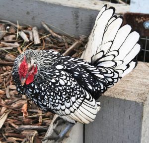 Silver Sebright Bantam Chicks for Sale | Cackle Hatchery®