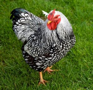 Black Laced Silver Wyandotte Chicken for Sale | Cackle Hatchery®