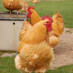 Buff Orpington chickens