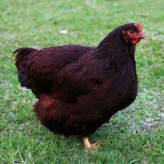 Rhode Island Red Baby Chicken Chicks For Sale | Cackle Hatchery®