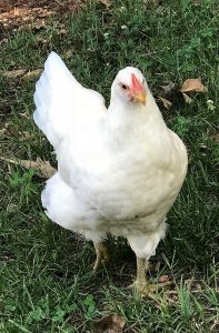 White Jersey Giant Chickens - Baby Chicks for Sale | Cackle Hatchery®