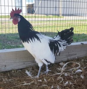 Silver Lakenvelder - Baby Chicks for Sale | Cackle Hatchery®