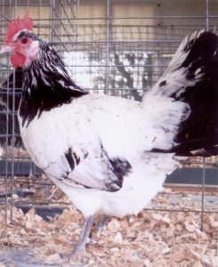 Silver Lakenvelder - Baby Chicks for Sale | Cackle Hatchery®