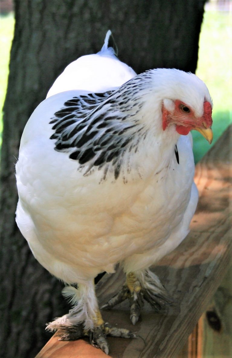 Light Brahma Chickens - Baby Chicks for Sale | Cackle Hatchery®