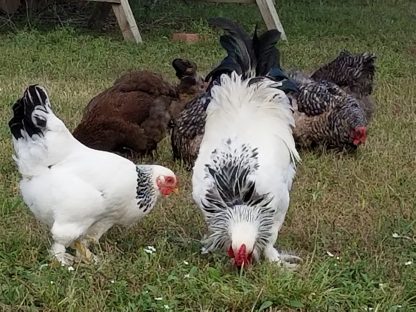 Buy Brahma Day-Old Chicks (Mixed With Noiler Strain