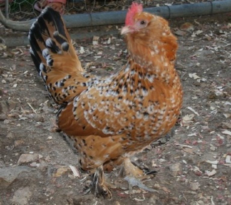 Mille Fleur D'Uccle Bantam Chicks for Sale | Cackle Hatchery®