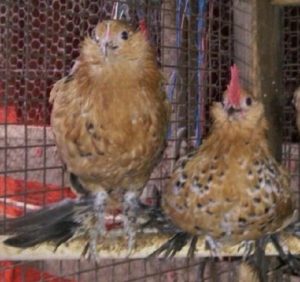 Mille Fleur D'Uccle Bantam Chicks for Sale | Cackle Hatchery®