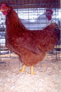 New Hampshire Red - Baby Chickens for Sale | Cackle Hatchery®