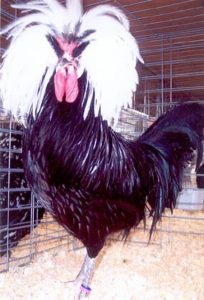 White Crested Black Polish Chickens - White Egg Layers | Cackle Hatchery®