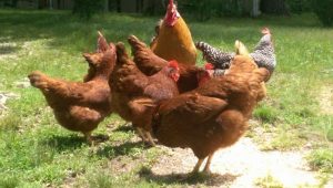 Sustainable Chicken Prepper Special | Cackle Hatchery®