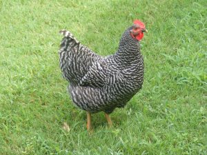 Barred Rock Chickens For Sale | Cackle Hatchery®