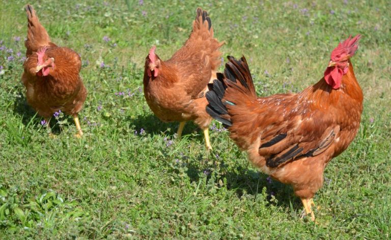 Cackle's Red Broilers - Meat/Broiler Chickens for Sale | Cackle Hatchery®