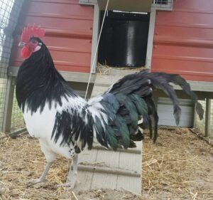 Silver Lakenvelder - Baby Chicks for Sale | Cackle Hatchery®