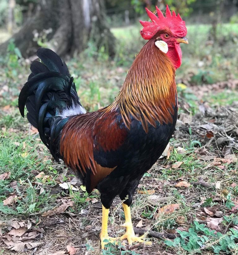 Brown Leghorn Chickens For Sale Online | Cackle Hatchery®