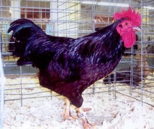 Rhode Island Red - Bantam Chicks for Sale | Cackle Hatchery®