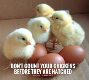 Rhode Island White Chickens - Baby Chicks For Sale | Cackle Hatchery®