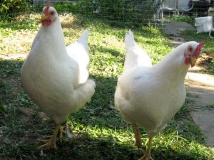 Rhode Island White Chickens - Baby Chicks For Sale 