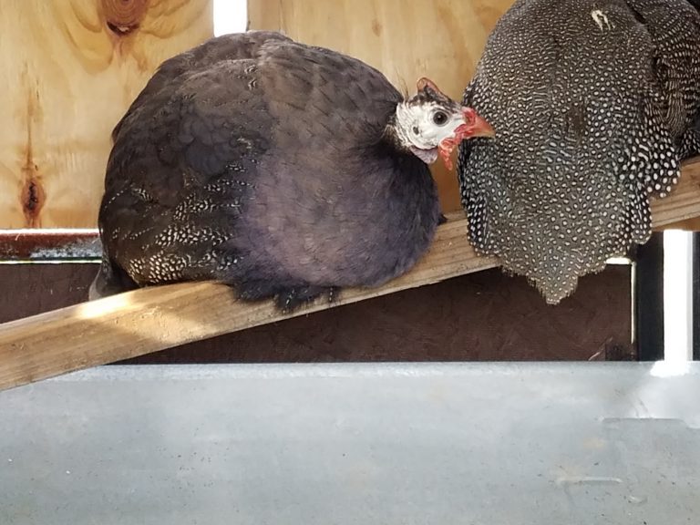 Royal Purple Guinea Fowl for Sale | Cackle Hatchery®