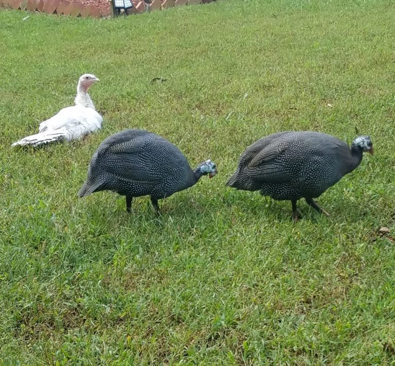 Royal Purple Guinea Fowl For Sale Cackle Hatchery®