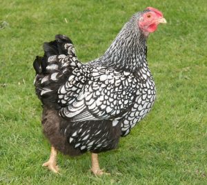 Black Laced Silver Wyandotte Chicken for Sale | Cackle Hatchery®