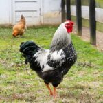 Black Laced Silver Wyandotte Chicken