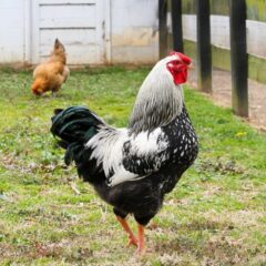 Black Laced Silver Wyandotte Chicken