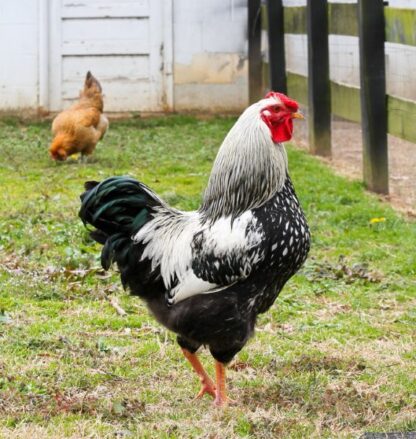 Black Laced Silver Wyandotte Chicken