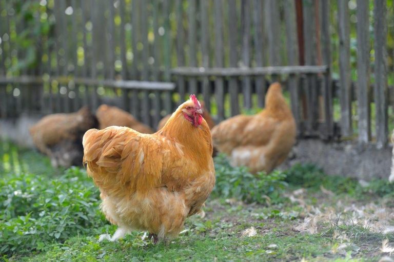 Buff Orpington Baby Chicks For Sale - Poultry For Sale | Cackle Hatchery®