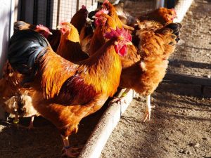 New Hampshire Red - Baby Chickens for Sale | Cackle Hatchery®