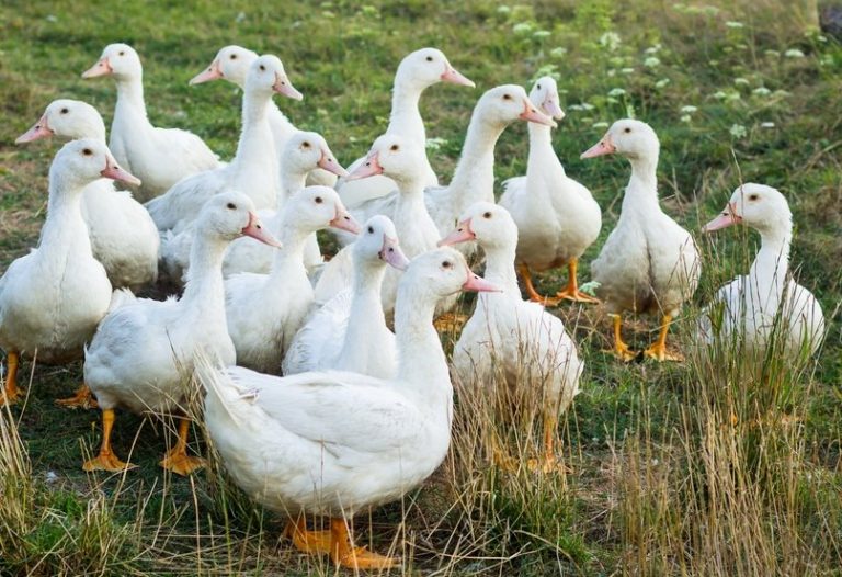 White Pekin Ducks - Waterfowl Hatchery | Cackle Hatchery®