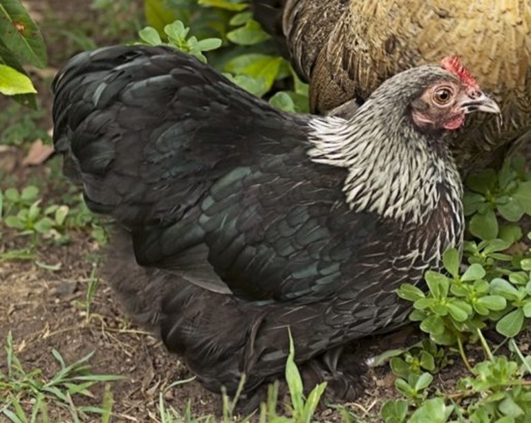 Birchen Cochen Bantam - Bantam Chickens | Cackle Hatchery®