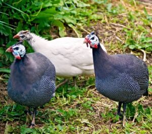 Guinea Fowl Baby Chicks - Bargain Special | Cackle Hatchery®