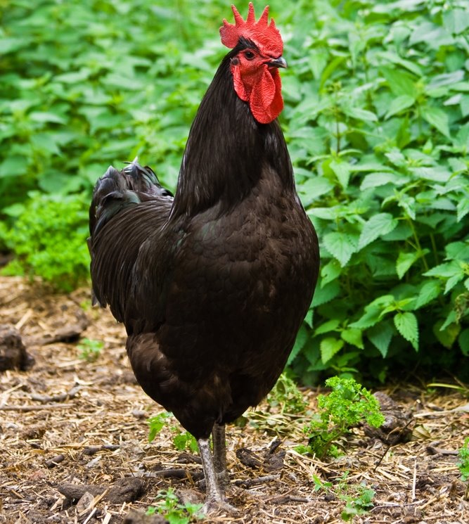 Friendliest Chicken Breeds - Ocala Breeders Feed & Supply