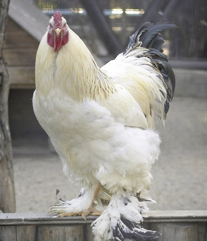 Brahma Chickens All You Need To Know About Them