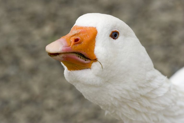 White Embden Geese - Baby Gosling for Sale | Cackle Hatchery®