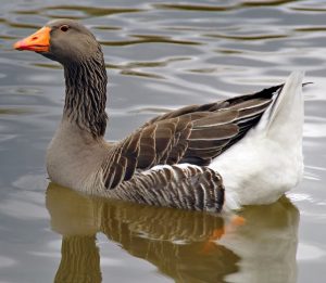 Toulouse Geese for Sale - Waterfowl Hatchery | Cackle Hatchery®