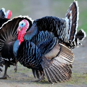 Broad Breasted Bronze Turkey Poults | Cackle Hatchery®