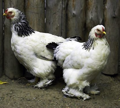 Light Brahma Chickens - Baby Chicks for Sale | Cackle Hatchery®