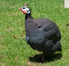 Pearl Guinea Keets - Guinea Fowl for Sale | Cackle Hatchery®