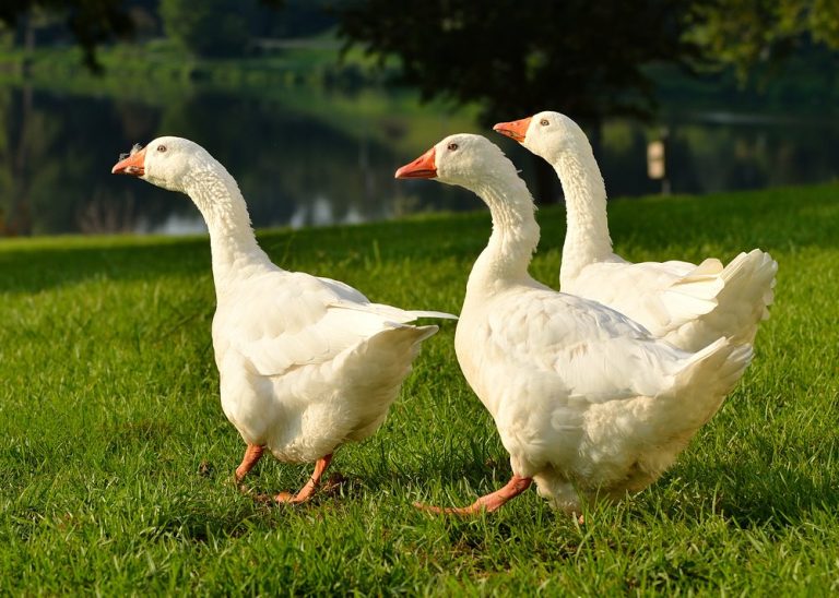 White Embden Geese - Baby Gosling for Sale | Cackle Hatchery®