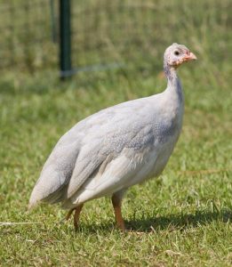 Lavender Guinea Fowl - Guinea Keets for Sale | Cackle Hatchery®